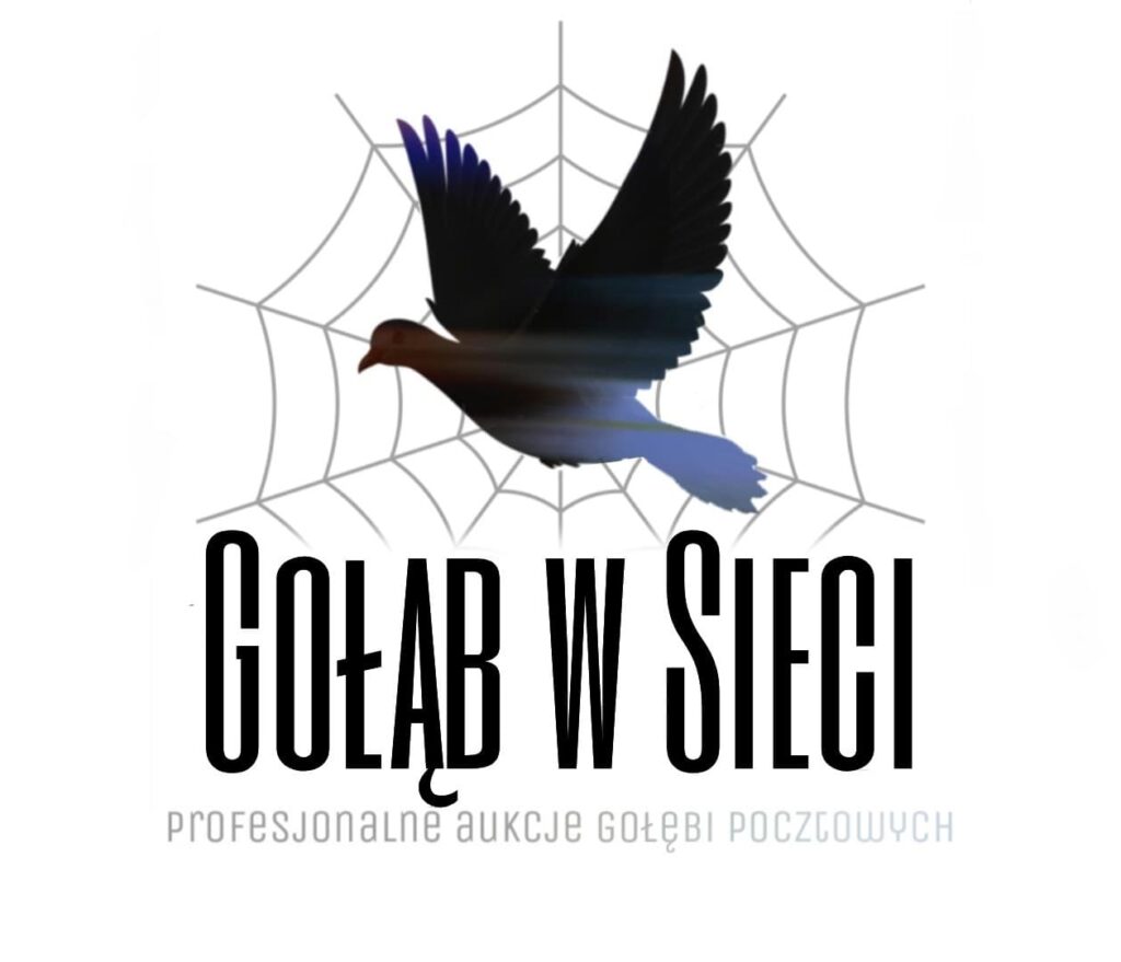 Gołąb w sieci